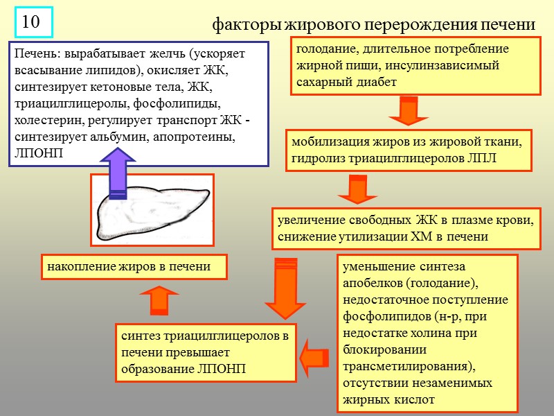 Печень: вырабатывает желчь (ускоряет всасывание липидов), окисляет ЖК, cинтезирует кетоновые тела, ЖК, триацилглицеролы, фосфолипиды,